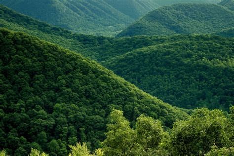 Amazon Reforestation Project